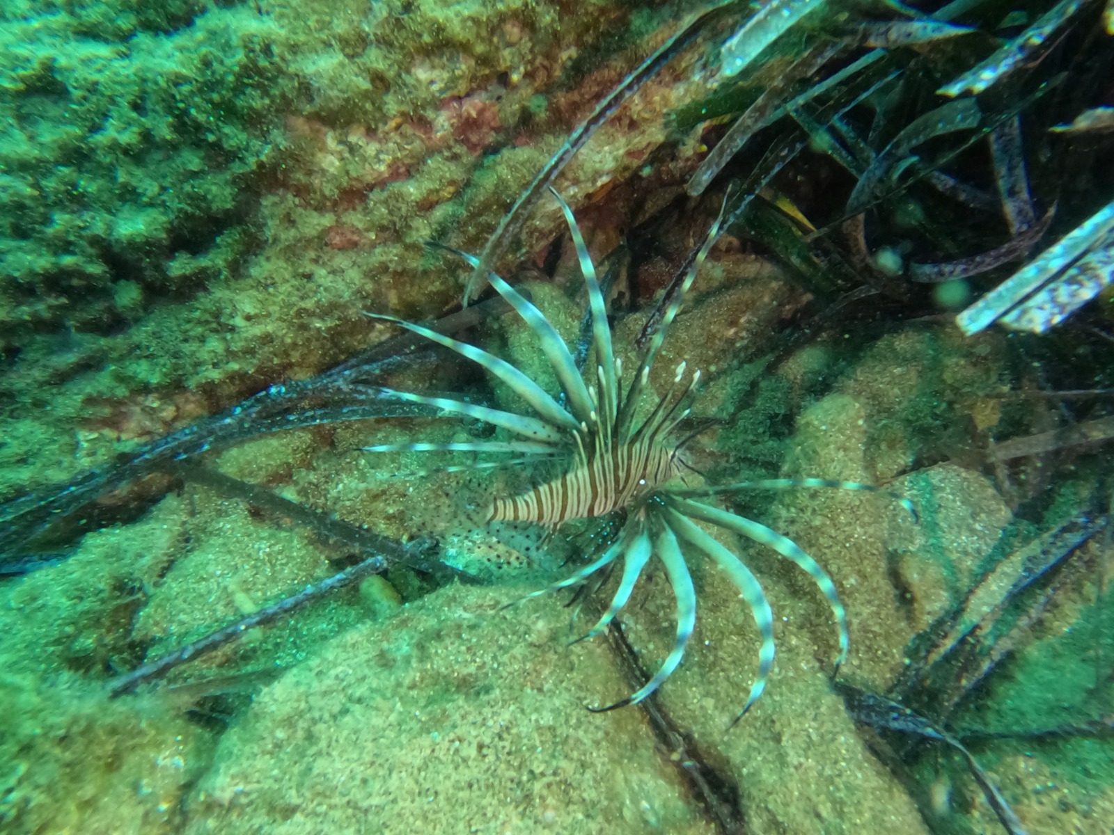 Discover Scuba Diving, photo 2