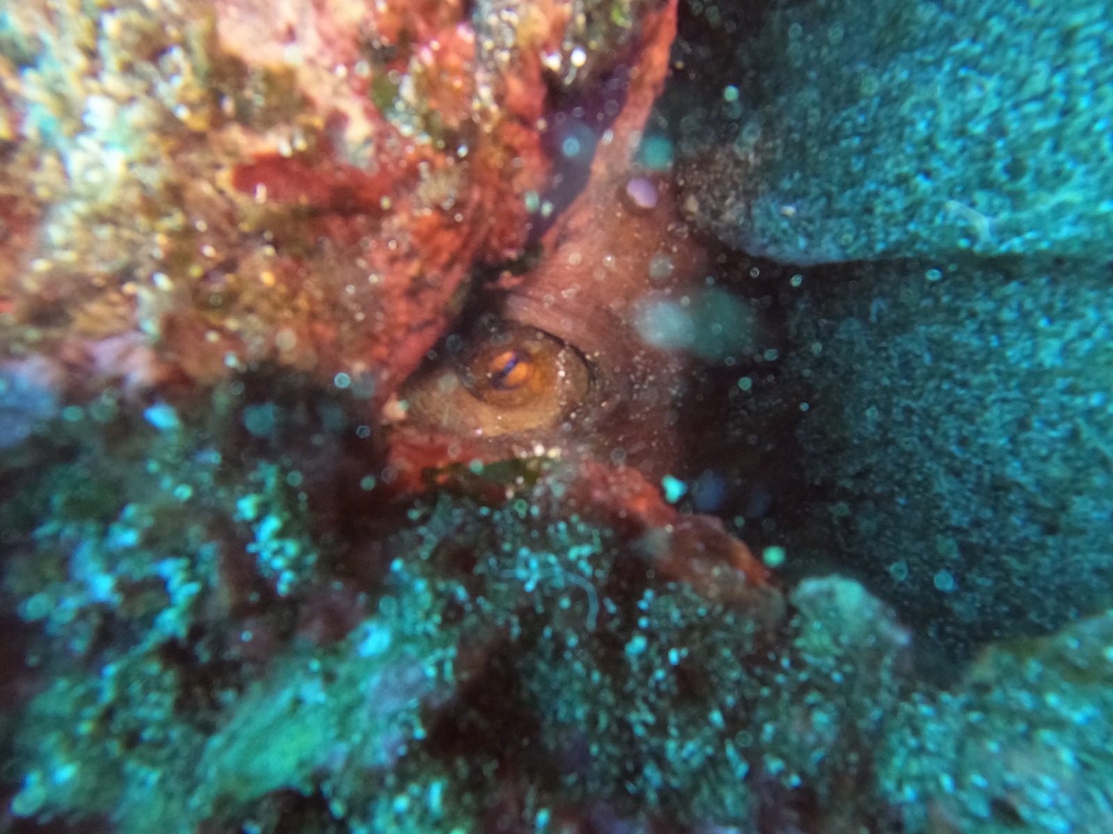 Discover Scuba Diving, photo 4