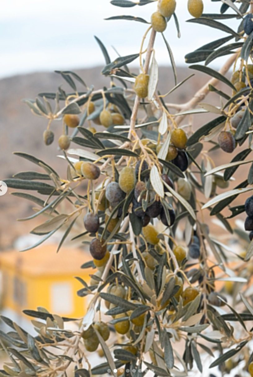 Wine, Olive Oil & Raki Tasting, photo 3