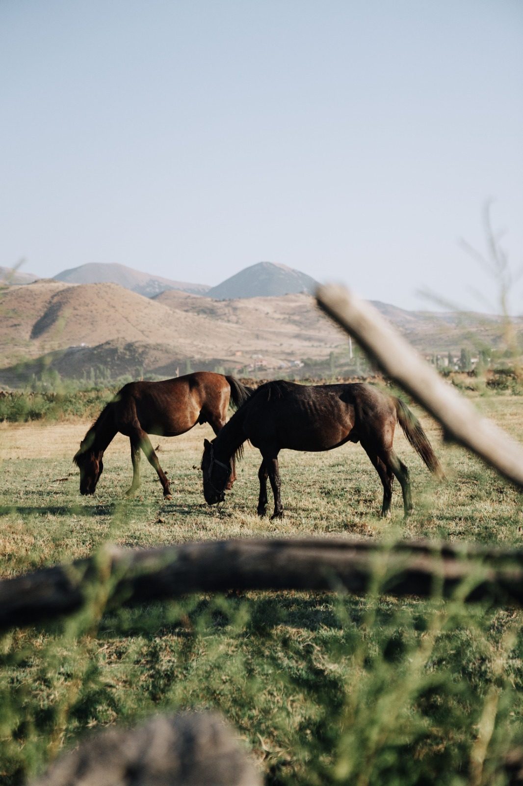 Balade à cheval en matinée